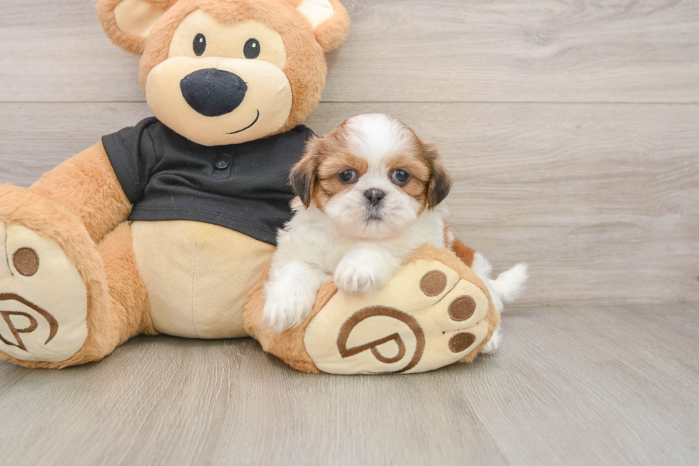 Sweet Shitzu Purebred Puppy