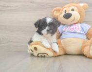5 week old Shih Tzu Puppy For Sale - Florida Fur Babies