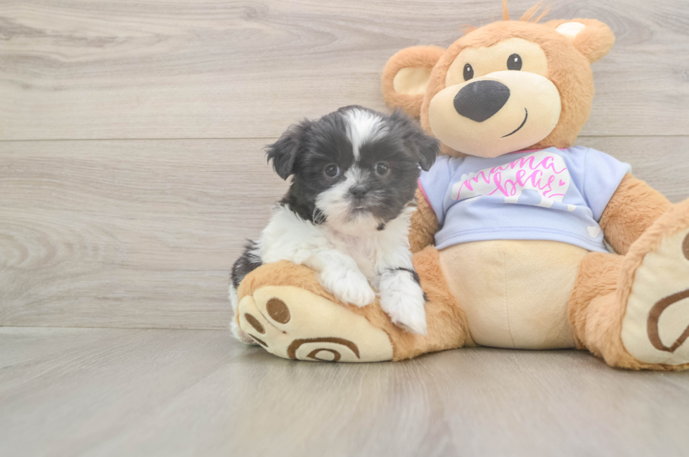 6 week old Shih Tzu Puppy For Sale - Florida Fur Babies