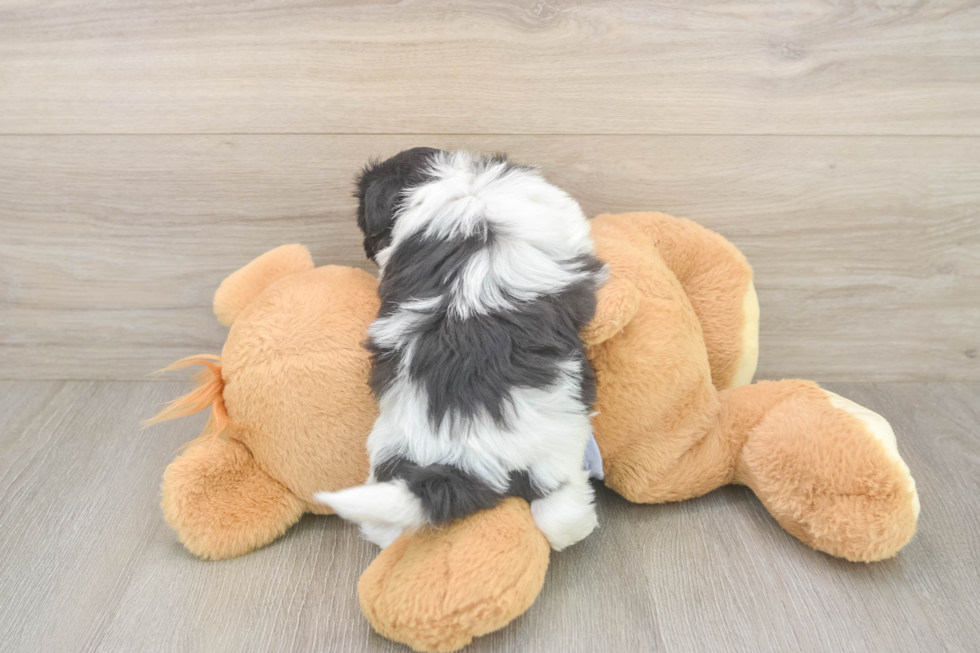 Shih Tzu Pup Being Cute