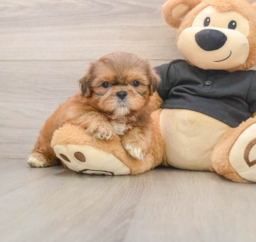 5 week old Shih Tzu Puppy For Sale - Florida Fur Babies
