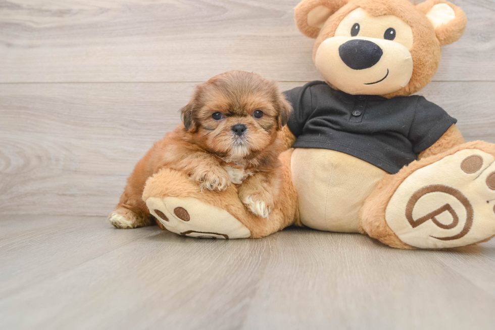 Little Shih Tzu Purebred Pup