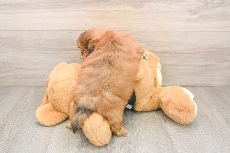 Cute Shitzu Purebred Puppy