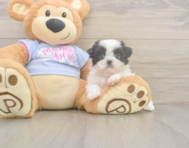 5 week old Shih Tzu Puppy For Sale - Florida Fur Babies