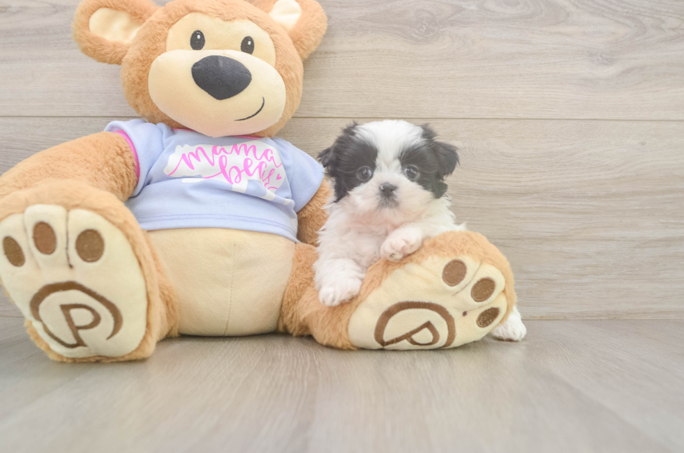 6 week old Shih Tzu Puppy For Sale - Florida Fur Babies