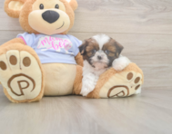 5 week old Shih Tzu Puppy For Sale - Florida Fur Babies