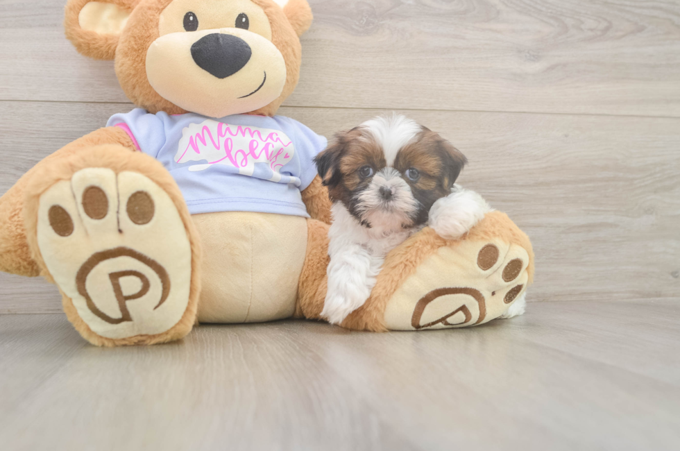 6 week old Shih Tzu Puppy For Sale - Florida Fur Babies