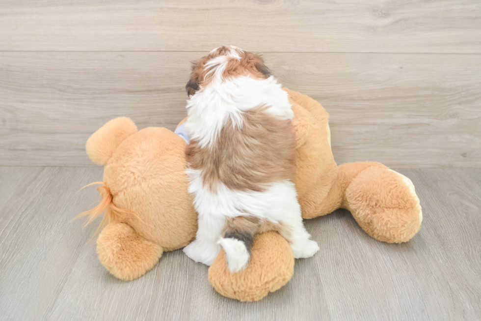 Shih Tzu Puppy for Adoption