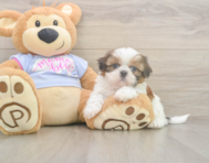 5 week old Shih Tzu Puppy For Sale - Florida Fur Babies