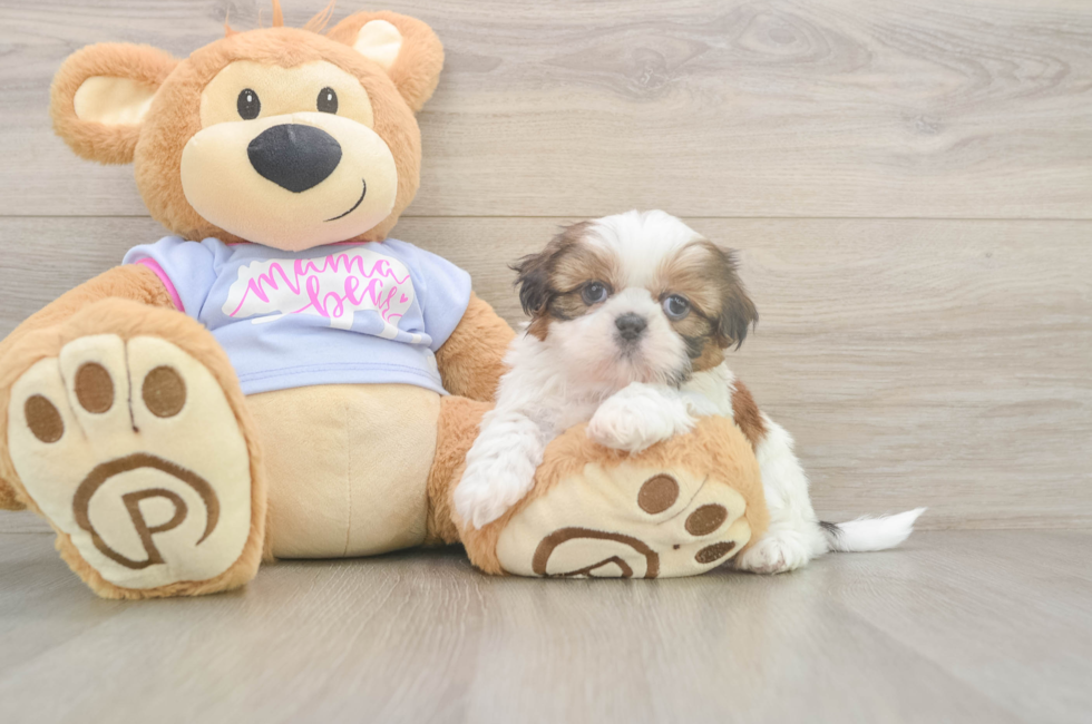 6 week old Shih Tzu Puppy For Sale - Florida Fur Babies
