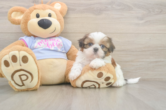 Akc Registered Shih Tzu Baby