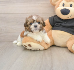 5 week old Shih Tzu Puppy For Sale - Florida Fur Babies