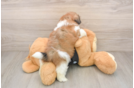 Shih Tzu Pup Being Cute