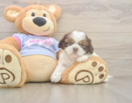 6 week old Shih Tzu Puppy For Sale - Florida Fur Babies