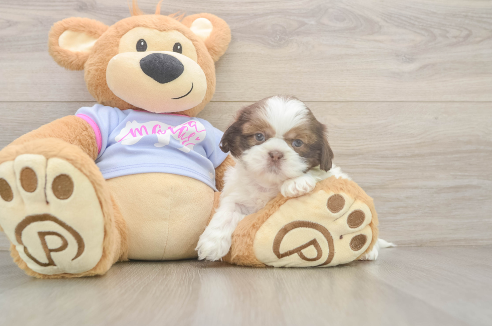 5 week old Shih Tzu Puppy For Sale - Florida Fur Babies
