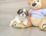 5 week old Shih Tzu Puppy For Sale - Florida Fur Babies