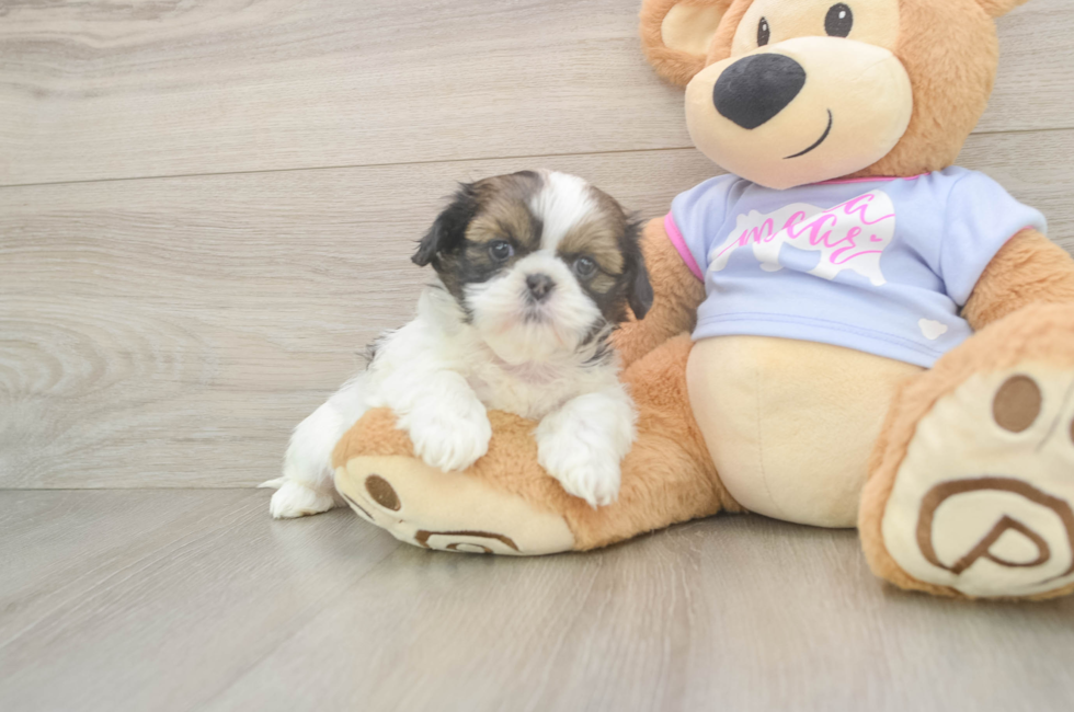 5 week old Shih Tzu Puppy For Sale - Florida Fur Babies