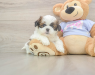 5 week old Shih Tzu Puppy For Sale - Florida Fur Babies