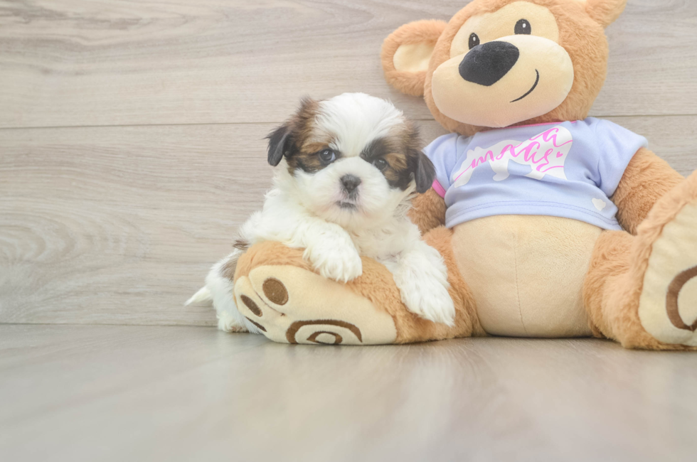 5 week old Shih Tzu Puppy For Sale - Florida Fur Babies
