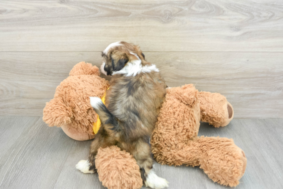 Little Shih Tzu Purebred Pup