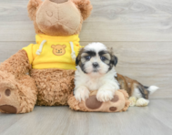 6 week old Shih Tzu Puppy For Sale - Florida Fur Babies