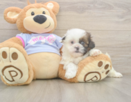 5 week old Shih Tzu Puppy For Sale - Florida Fur Babies