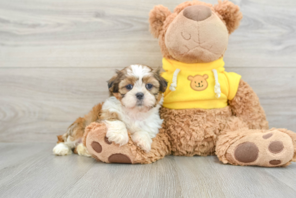 Shih Tzu Puppy for Adoption