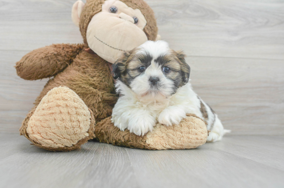 6 week old Shih Tzu Puppy For Sale - Florida Fur Babies