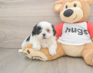 5 week old Shih Tzu Puppy For Sale - Florida Fur Babies