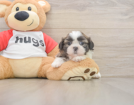 5 week old Shih Tzu Puppy For Sale - Florida Fur Babies