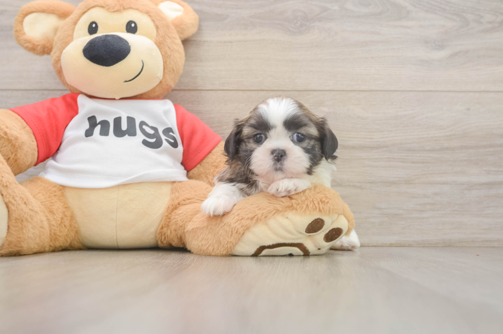 6 week old Shih Tzu Puppy For Sale - Florida Fur Babies