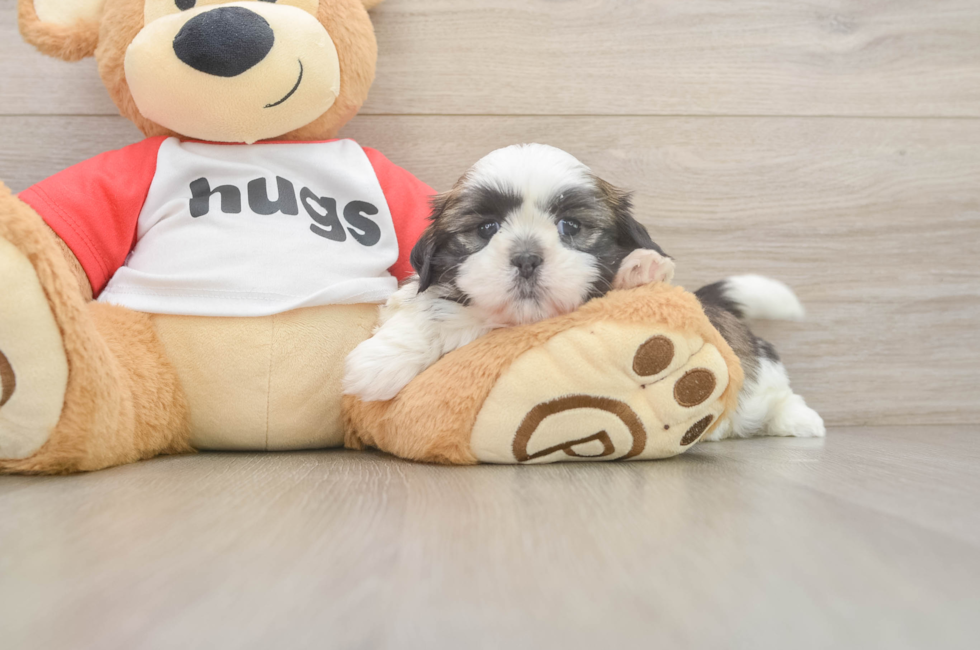 6 week old Shih Tzu Puppy For Sale - Florida Fur Babies