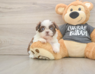 5 week old Shih Tzu Puppy For Sale - Florida Fur Babies