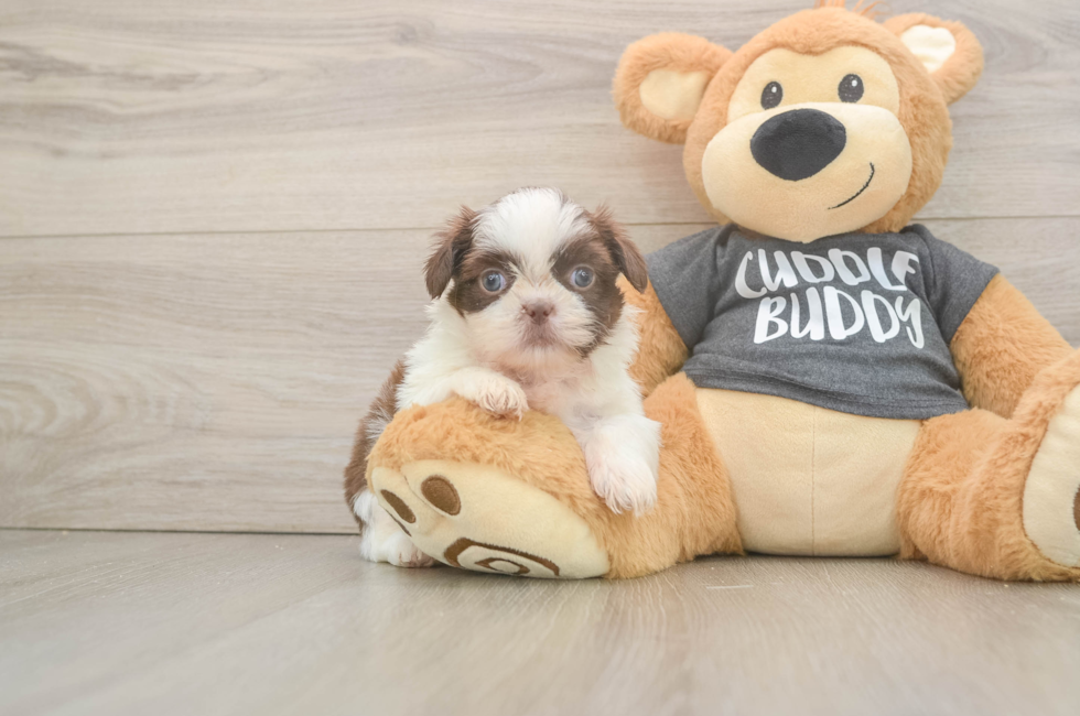 5 week old Shih Tzu Puppy For Sale - Florida Fur Babies