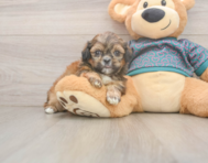5 week old Shih Tzu Puppy For Sale - Florida Fur Babies