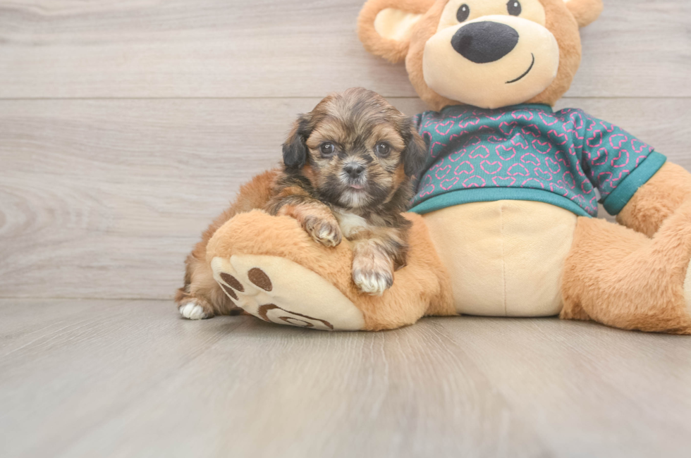5 week old Shih Tzu Puppy For Sale - Florida Fur Babies