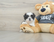 5 week old Shih Tzu Puppy For Sale - Florida Fur Babies