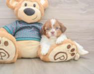 5 week old Shih Tzu Puppy For Sale - Florida Fur Babies
