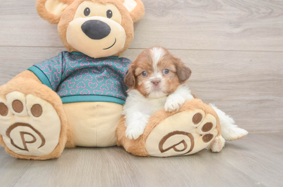 5 week old Shih Tzu Puppy For Sale - Florida Fur Babies