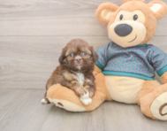 5 week old Shih Tzu Puppy For Sale - Florida Fur Babies