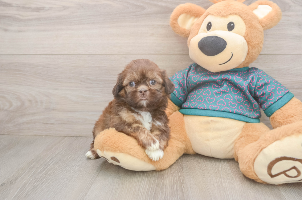 5 week old Shih Tzu Puppy For Sale - Florida Fur Babies