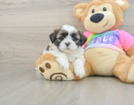 5 week old Shih Tzu Puppy For Sale - Florida Fur Babies