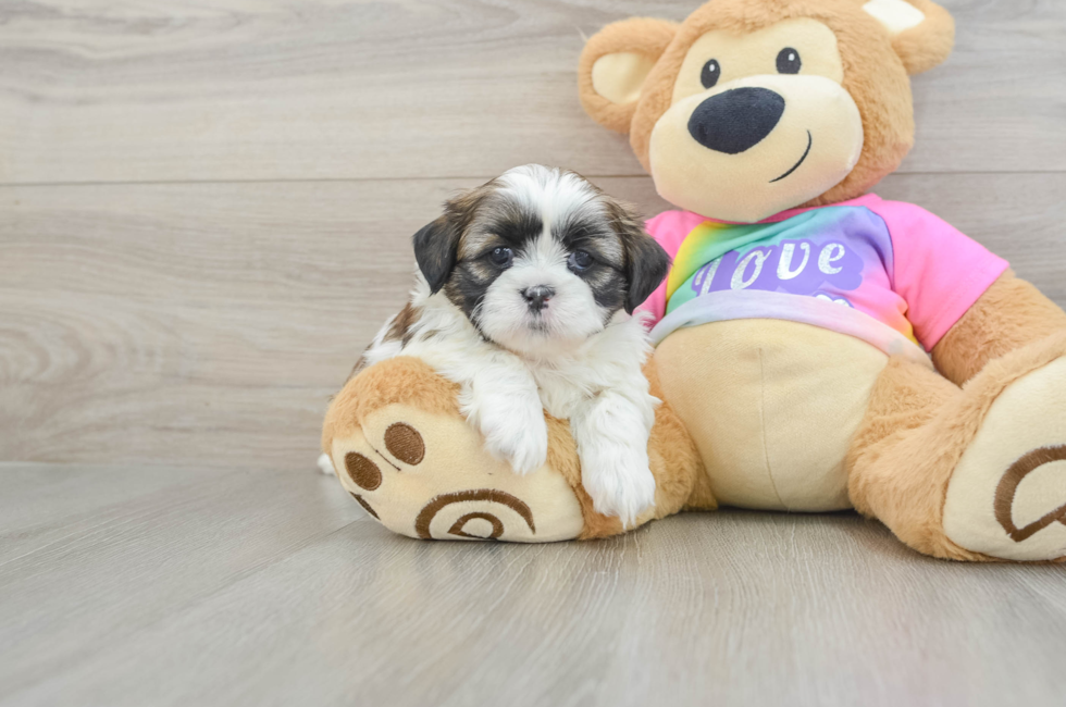 5 week old Shih Tzu Puppy For Sale - Florida Fur Babies