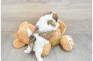 Friendly Shih Tzu Purebred Pup