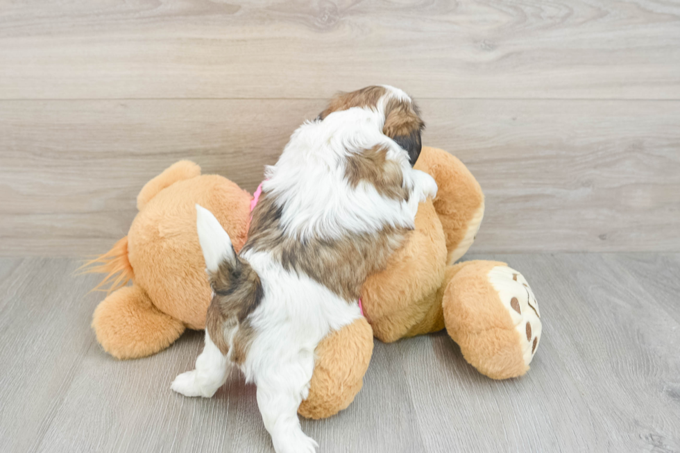 Friendly Shih Tzu Purebred Pup
