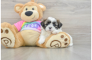 Shih Tzu Puppy for Adoption