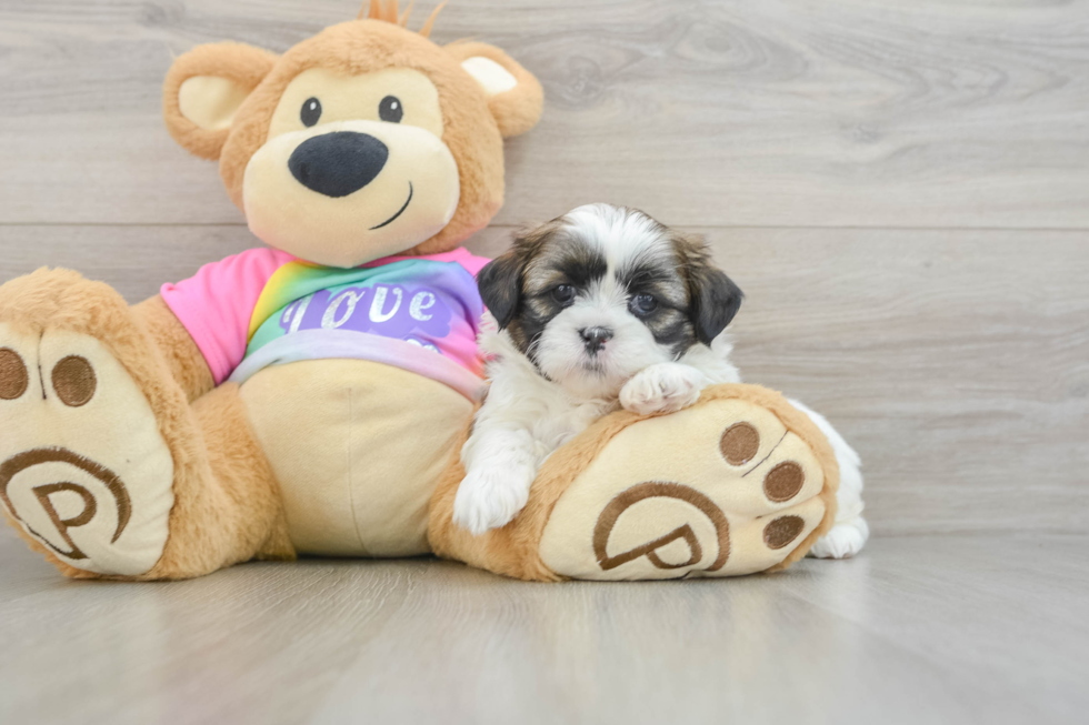Shih Tzu Puppy for Adoption