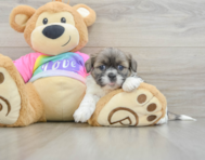 6 week old Shih Tzu Puppy For Sale - Florida Fur Babies