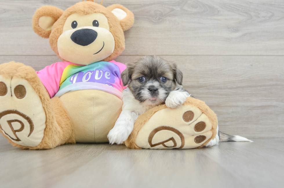 5 week old Shih Tzu Puppy For Sale - Florida Fur Babies