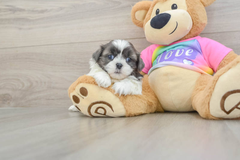Meet Garrett - our Shih Tzu Puppy Photo 1/3 - Florida Fur Babies